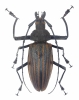 Xixuthrus heros, pair  Fiji  125/108mm - INSECTS-STORE.RU