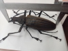 Xixuthrus heros, pair  Fiji  125/108mm - INSECTS-STORE.RU