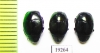 Saprinus splendens  Senegal - INSECTS-STORE.RU