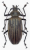 Xixuthrus heros, pair  Fiji  125/108mm - INSECTS-STORE.RU