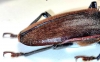 Olethrius scabripennis, pair  Fiji  83/70mm - INSECTS-STORE.RU
