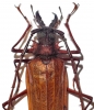 Psalidognathus victorsinyaevi, male  Colombia  52mm  HOLOTYPUS - INSECTS-STORE.RU