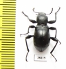 Gebienella sp.  Malaysia - INSECTS-STORE.RU