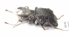 Mechanetes sp.  Malaysia - INSECTS-STORE.RU