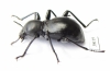 Gebienella sp.  Malaysia - INSECTS-STORE.RU