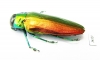 Belionota sp.  Malaysia - INSECTS-STORE.RU