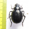 Pimelia confusa  Tunis - INSECTS-STORE.RU
