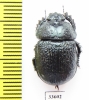Odontotrypes taurus  China - INSECTS-STORE.RU