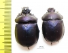 Enoplotrupes scharpi, pair  Thailand - INSECTS-STORE.RU