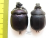 Enoplotrupes scharpi, pair  Thailand - INSECTS-STORE.RU
