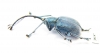 Curculionidae sp.  Malaysia - INSECTS-STORE.RU
