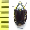 Cremastocheilini, Campsiura sp.  South Africa Rep. - INSECTS-STORE.RU