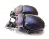 Enoplotrupes scharpi, pair  Thailand - INSECTS-STORE.RU