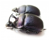 Enoplotrupes scharpi, pair  Thailand - INSECTS-STORE.RU