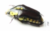 Cremastocheilini, Campsiura sp.  South Africa Rep. - INSECTS-STORE.RU
