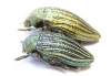 Julodis andreae  Iran, Hamadan prov. - INSECTS-STORE.RU