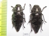 Dicerca aenea  Russia, Voronezh reg. - INSECTS-STORE.RU