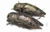 Dicerca aenea  Russia, Voronezh reg. - INSECTS-STORE.RU