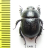 Odontotrypes zhongdianensis  China - INSECTS-STORE.RU