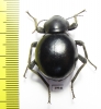 Tenebrionidae sp.  South Africa Rep. - INSECTS-STORE.RU