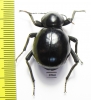 Tenebrionidae sp.  South Africa Rep. - INSECTS-STORE.RU