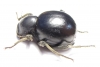 Tenebrionidae sp.  South Africa Rep. - INSECTS-STORE.RU