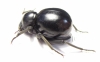 Tenebrionidae sp.  South Africa Rep. - INSECTS-STORE.RU