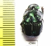 Phanaeus furiosus  Mexico - INSECTS-STORE.RU