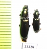 Trogossitidae sp.  Peru - INSECTS-STORE.RU