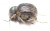 Tenebrionidae sp.  South Africa Rep. - INSECTS-STORE.RU