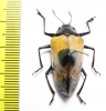 Erotylidae, Gibbifer sp.  Peru - INSECTS-STORE.RU