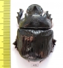 Heliocopris staudingeri  Zambia - INSECTS-STORE.RU