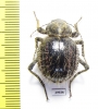 Tenebrionidae sp.  South Africa Rep. - INSECTS-STORE.RU