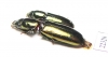 Trogossitidae sp.  Peru - INSECTS-STORE.RU