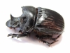 Heliocopris staudingeri  Zambia - INSECTS-STORE.RU