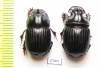 Copris sp.  China, Guangxi prov. - INSECTS-STORE.RU