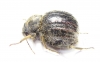 Tenebrionidae sp.  South Africa Rep. - INSECTS-STORE.RU
