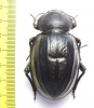 Psammodes sulcicollis  Zambia 60mm - INSECTS-STORE.RU