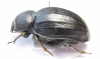 Psammodes sulcicollis  Zambia 60mm - INSECTS-STORE.RU