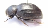 Psammodes sulcicollis  Zambia 56mm - INSECTS-STORE.RU