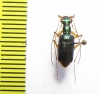 Cicindelinae sp.  Indonesia, Sulawesi - INSECTS-STORE.RU