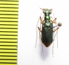 Cicindelinae sp.  Indonesia, Sulawesi - INSECTS-STORE.RU