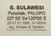 Cicindelinae sp.  Indonesia, Sulawesi - INSECTS-STORE.RU
