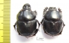 Diastellopalpus ? johnstoni  Kenya - INSECTS-STORE.RU