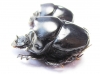 Diastellopalpus ? johnstoni  Kenya - INSECTS-STORE.RU