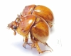 Blackburnium carpentariae, pair  Australia - INSECTS-STORE.RU