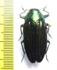 Colobogaster sp.  Peru - INSECTS-STORE.RU
