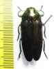 Colobogaster sp.  Peru - INSECTS-STORE.RU
