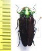 Colobogaster sp.  Peru - INSECTS-STORE.RU