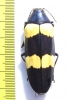 Chrysochroa mniszechi  Thailand - INSECTS-STORE.RU